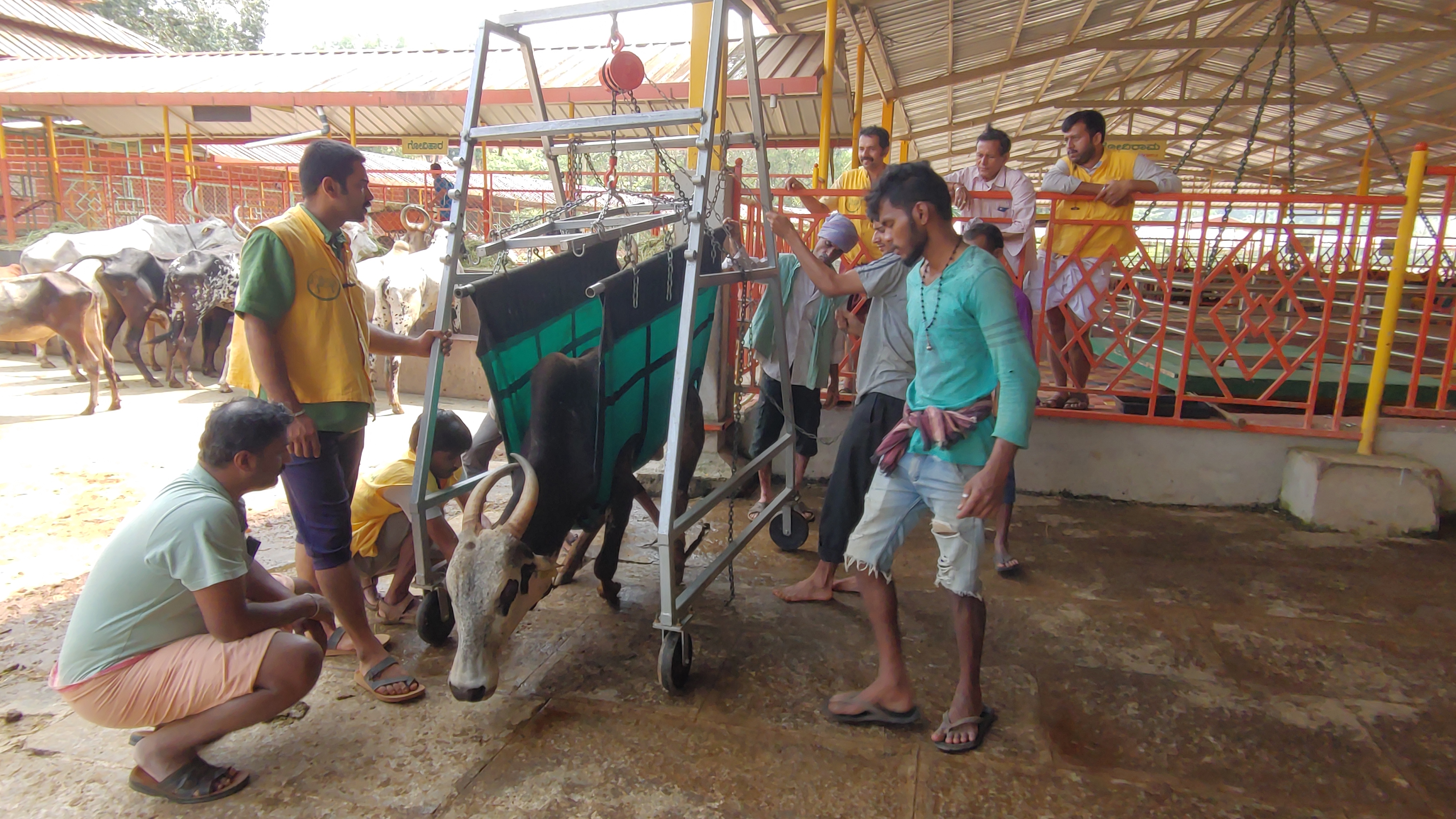 Portable Cow Lift for Assisting a Downer Cow