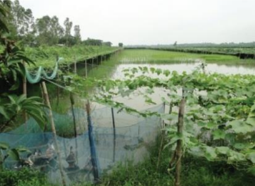 Land Shaping technology : A Farm pond