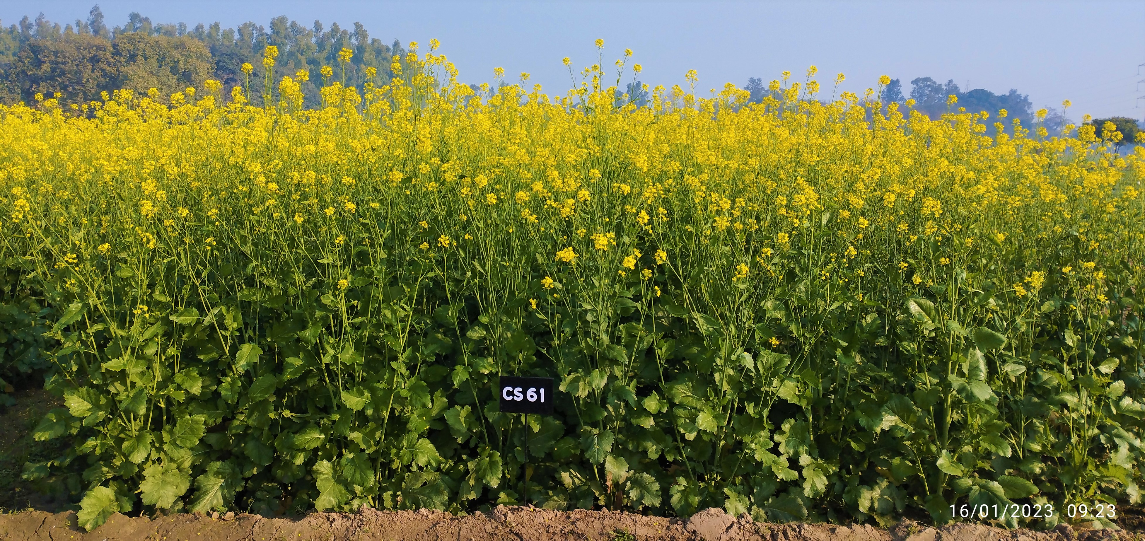 cs61