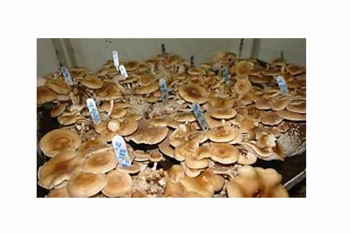 Short duration Shiitake cultivation technology